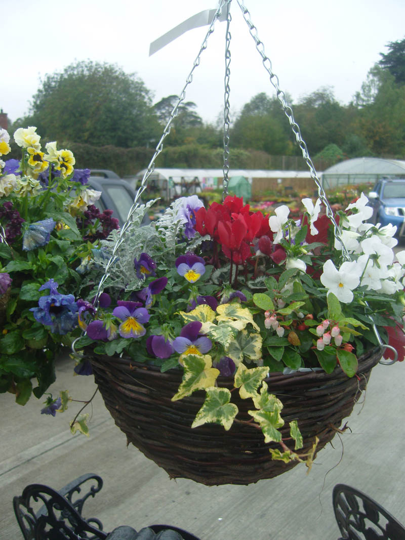 Hanging Baskets - Moygannon Nurseries & Garden Centre
