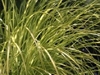 carex_bowles_golden