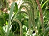 carex_pendula_weeping_sedge