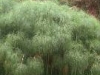 cyperus_papyrus_th