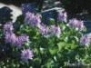 eichhornia_crassipes2_th