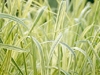 glyceria_maxima_variegata_water_grass