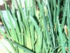 green_iris
