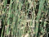 horsetail