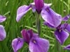 iris_ensata_kaempferi
