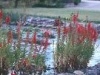 lobelia_cardinalis1_th