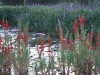 lobelia_cardinalis2_sm