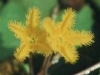 nymphoides_hydrocharioides1_th