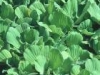 pistia_stratiotes_th