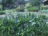 pontederia_cordata1