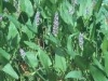 pontederia_cordata2_th