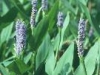 pontederia_lanceolata_th