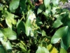 sagittaria