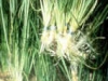 sagittaria_submersedaq