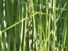 scirpus_lacustris_zebrinus_zebra_rush