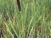 typha_latifolia_great_reed_mace_often_called_bulrush