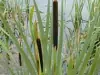 typha_latifoliabig