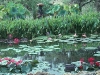 victoria_pond2
