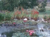 victoria_pond3