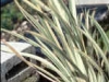 water_irisvariegated