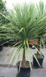 picture1