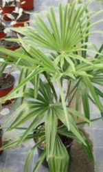 picture10