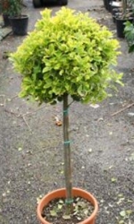 picture2