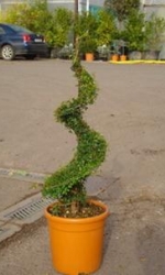 picture5