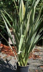 picture6