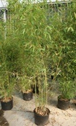 picture8
