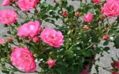 Floral Carpet Rose