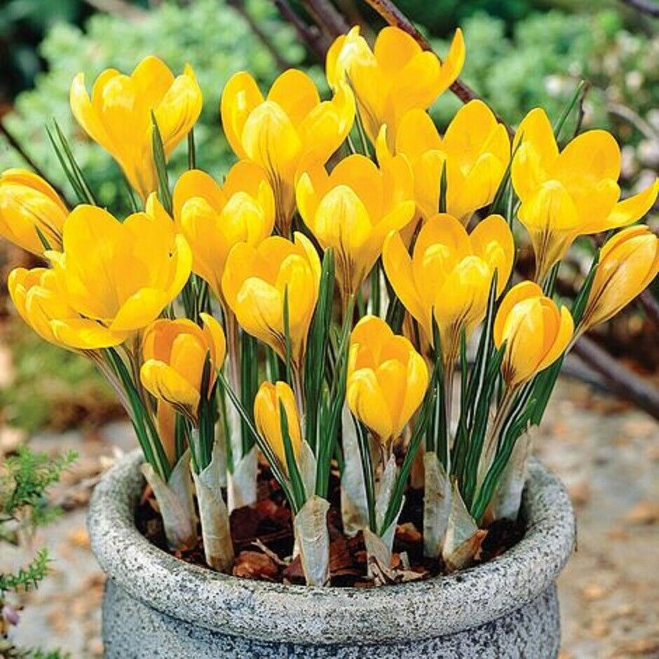 Crocus nursery hotsell